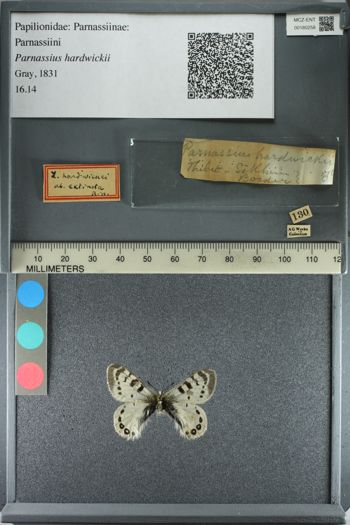 Media type: image;   Entomology 180258